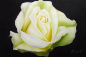 Our Originals, A Cream-White Rose, Painting on canvas