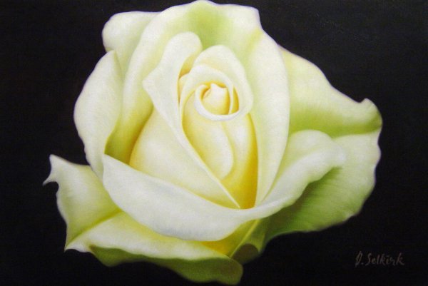 A Cream-White Rose. The painting by Our Originals