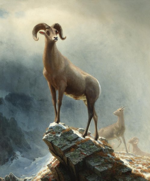 Rocky Mountain, Big Horn Sheep. The painting by Albert Bierstadt