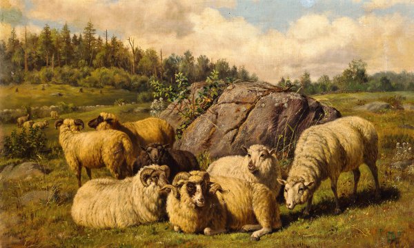 Sheep Reposing. The painting by Arthur Fitzwilliam Tait