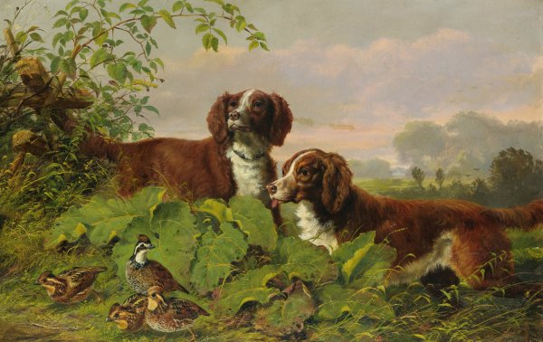 Two Setters and Quail. The painting by Arthur Fitzwilliam Tait