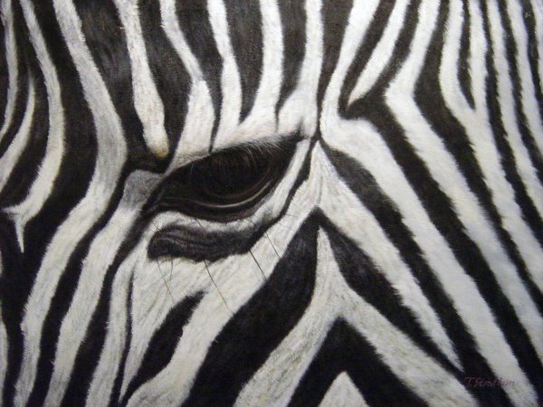 Eye Of The Zebra. The painting by Our Originals
