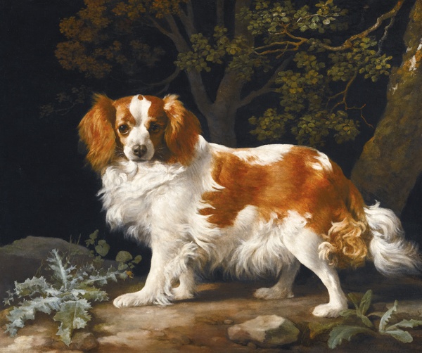 King Charles Spaniel. The painting by George Townly Stubbs