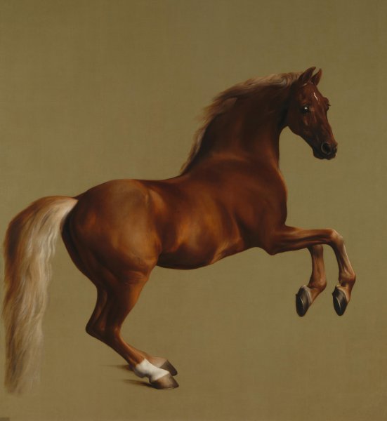 Portrait of Whistlejacket. The painting by George Townly Stubbs