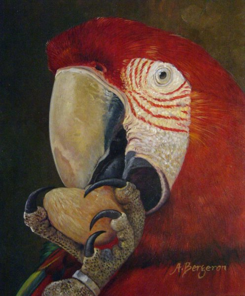 Green Wing Macaw Eating A Walnut. The painting by Our Originals