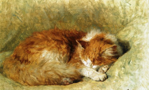 A Sleeping Cat. The painting by Henriette Ronner-Knip