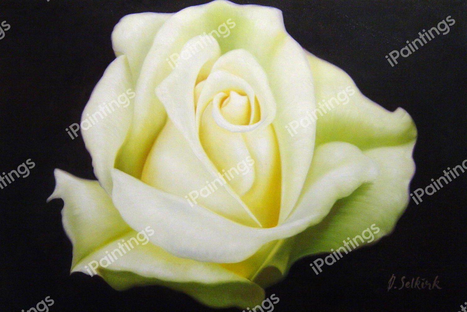 A Cream-White Rose. The painting by Our Originals
