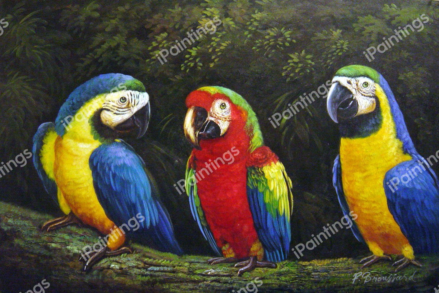 A Trio Of Parrots. The painting by Our Originals