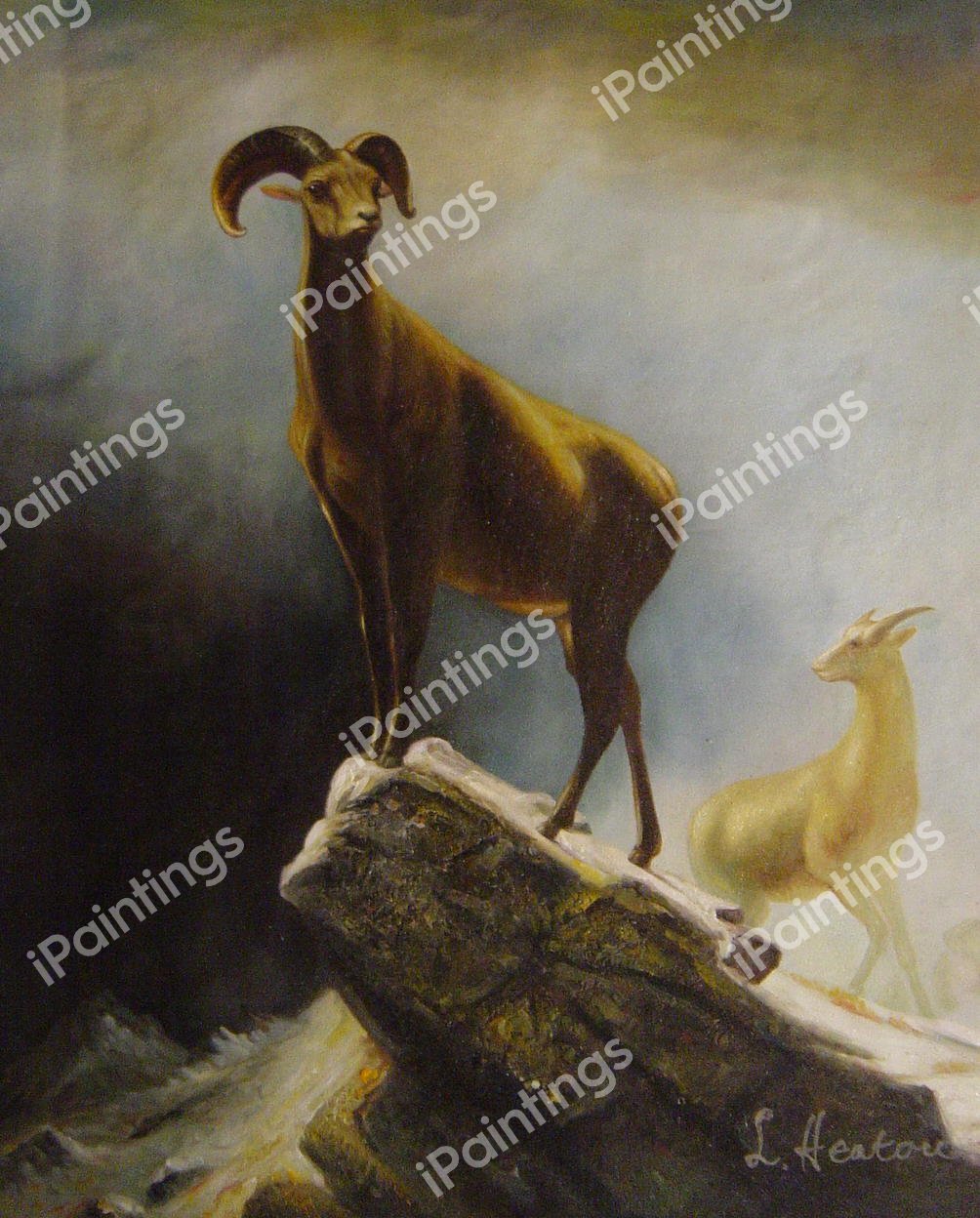 Rocky Mountain Sheep. The painting by Albert Bierstadt
