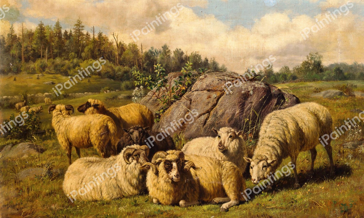 Sheep Reposing. The painting by Arthur Fitzwilliam Tait