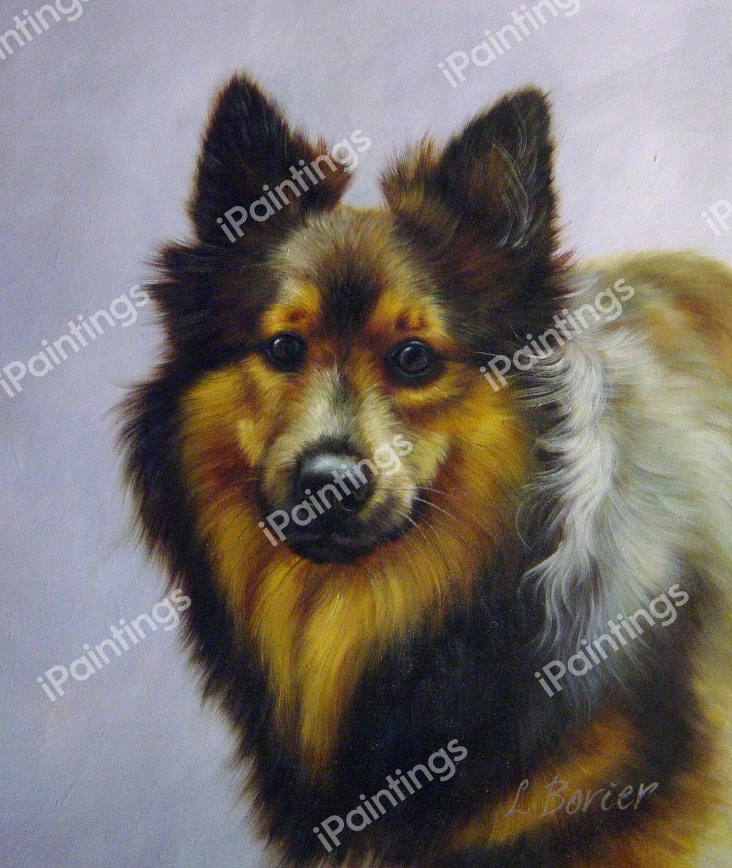 Beautiful Sheltie. The painting by Our Originals