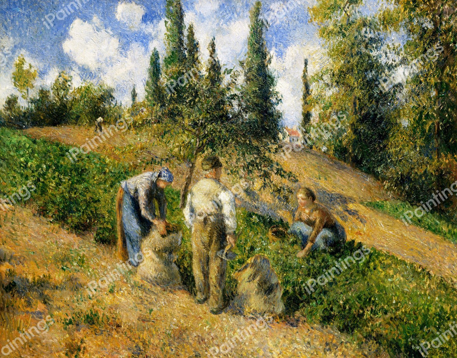 The Harvest, Pontoise (La Recolte, Pontoise). The painting by Camille Pissarro
