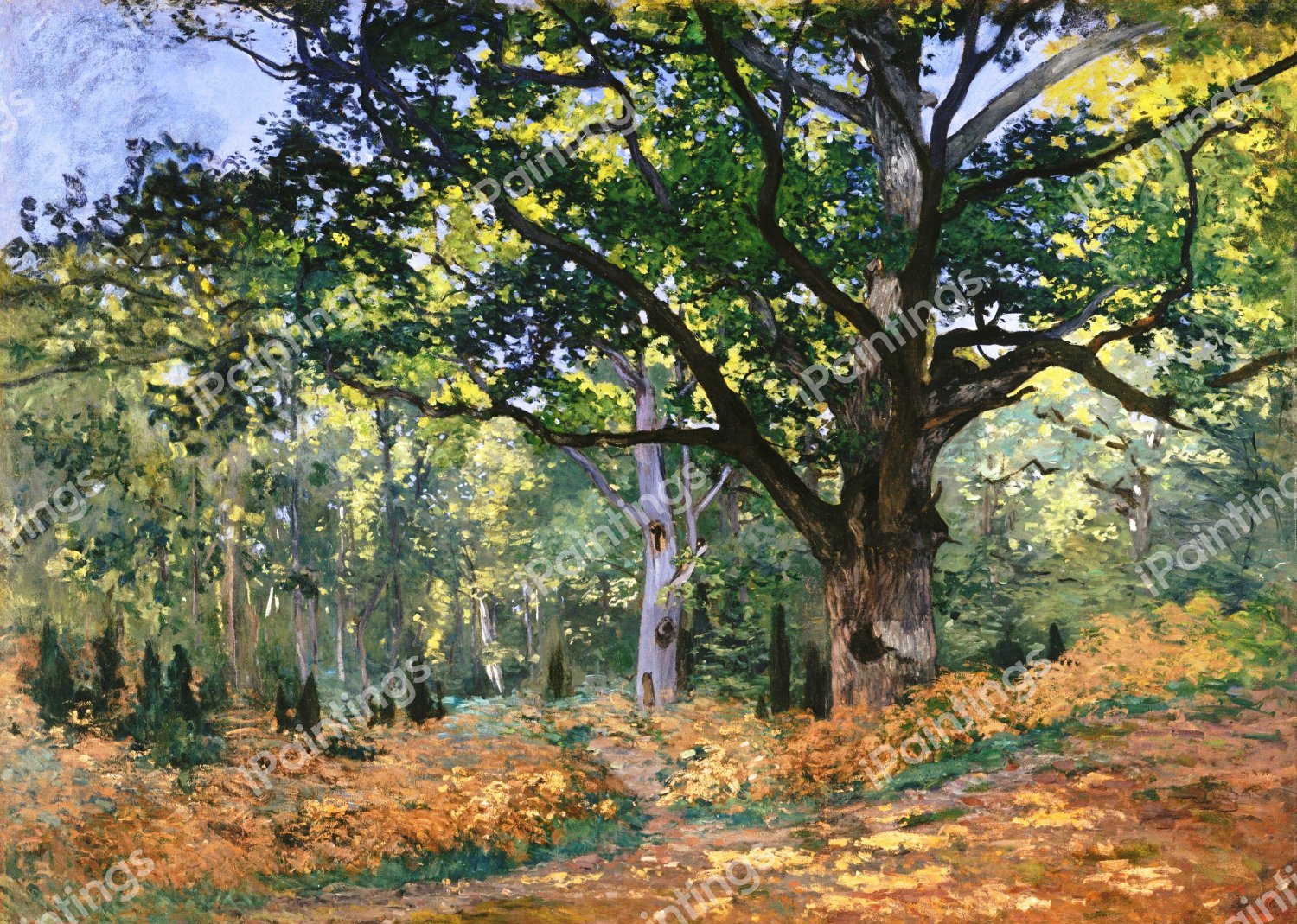 Bodmer Oak, Fontainebleau Forest. The painting by Claude Monet