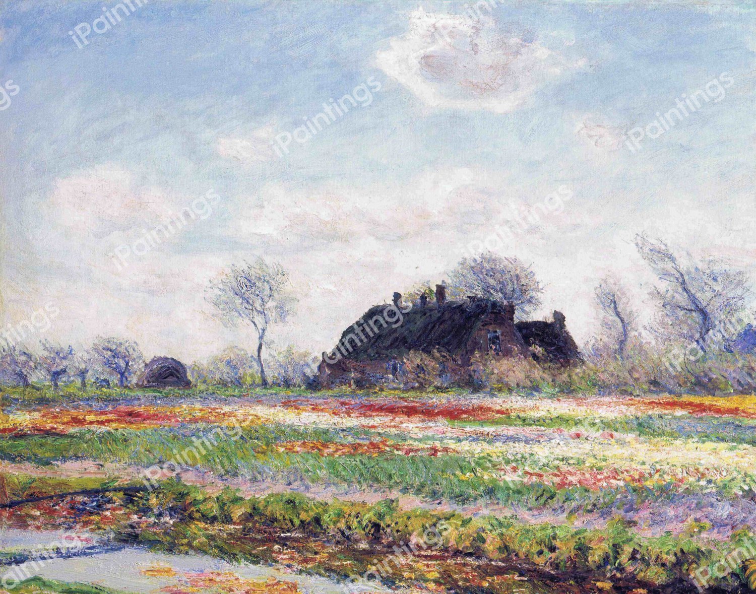 The Tulip Fields at Sassenheim. The painting by Claude Monet