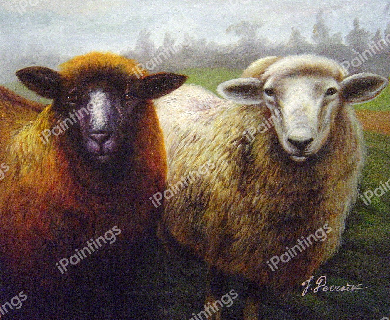 Curious Sheep. The painting by Our Originals