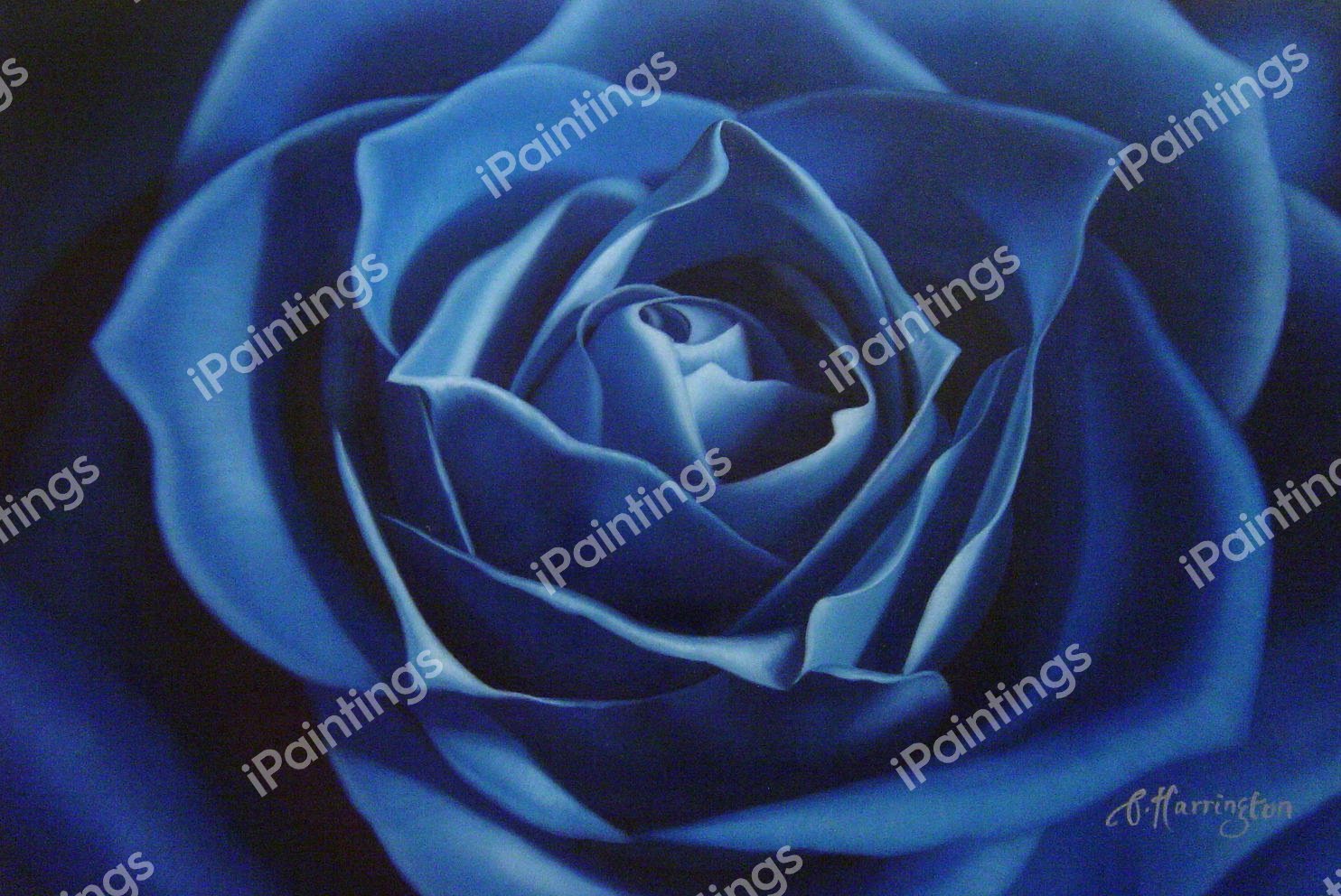 Deep Blue Rose. The painting by Our Originals
