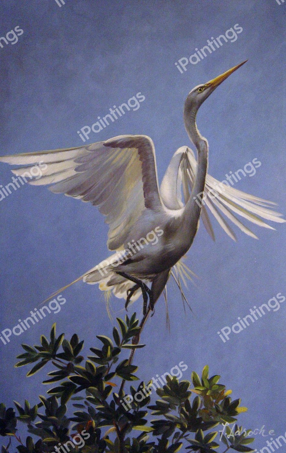 Egret Taking Flight. The painting by Our Originals