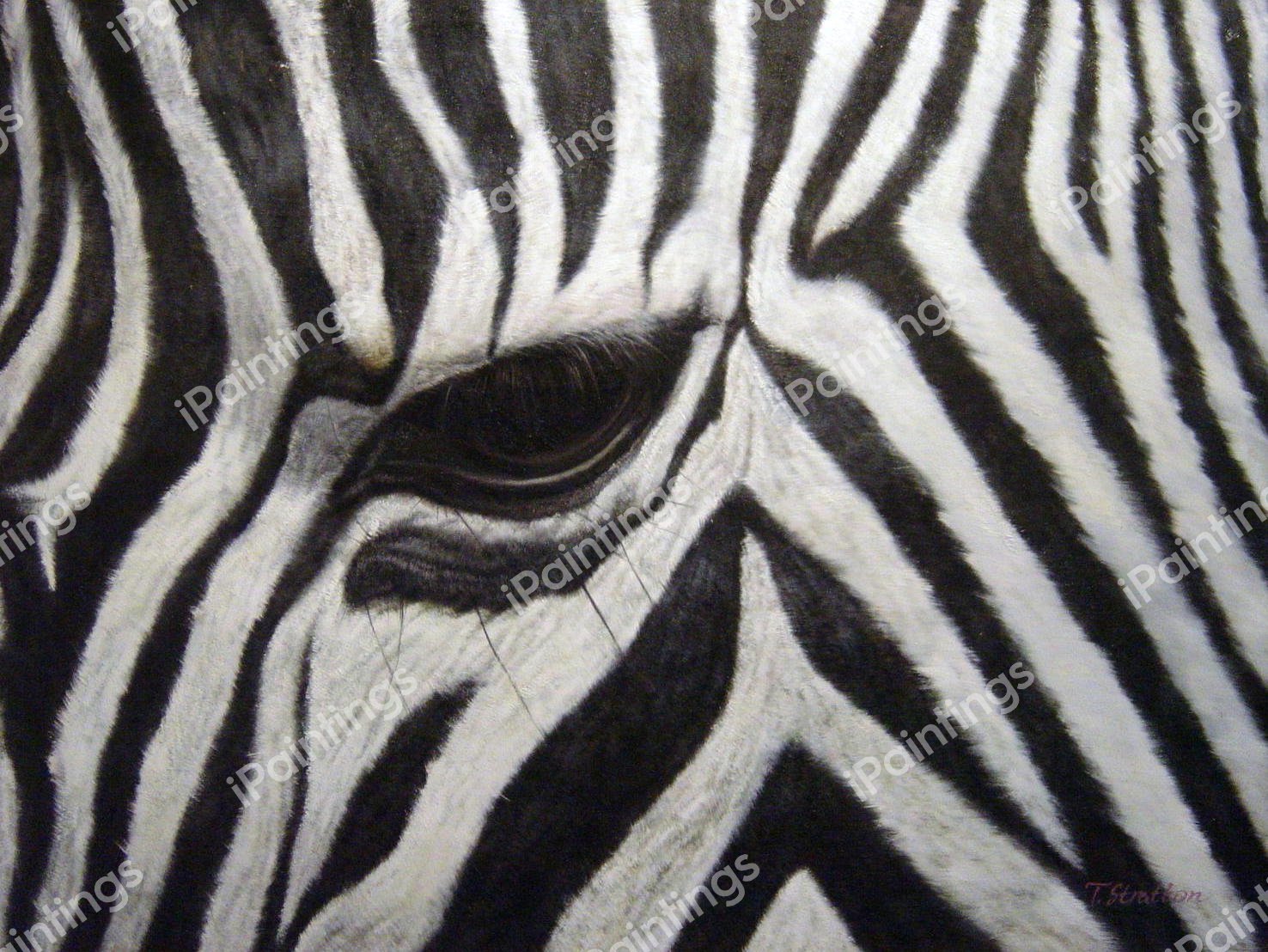 Eye Of The Zebra. The painting by Our Originals