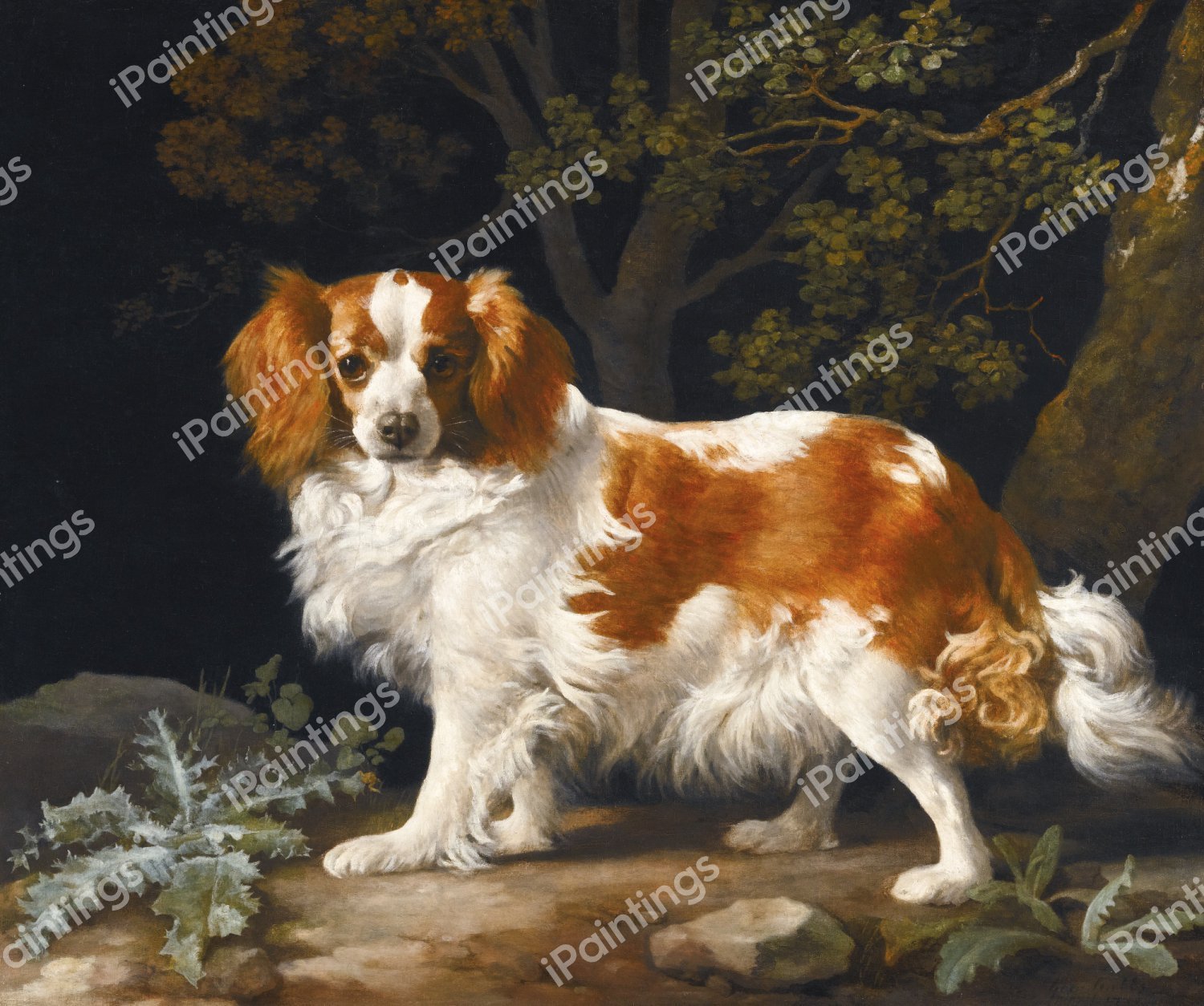 King Charles Spaniel. The painting by George Townly Stubbs