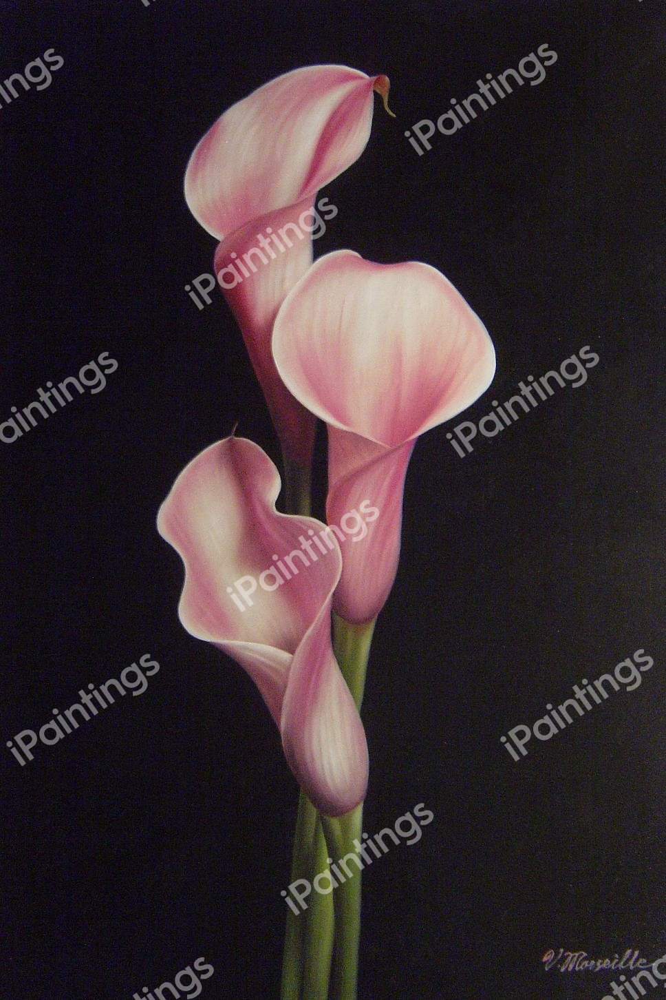 Gorgeous Calla Lilies. The painting by Our Originals