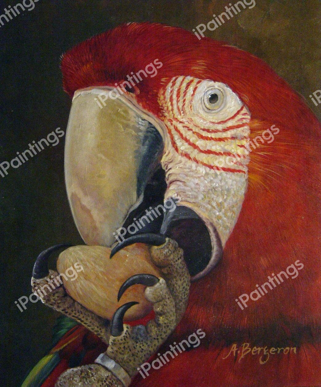 Green Wing Macaw Eating A Walnut. The painting by Our Originals