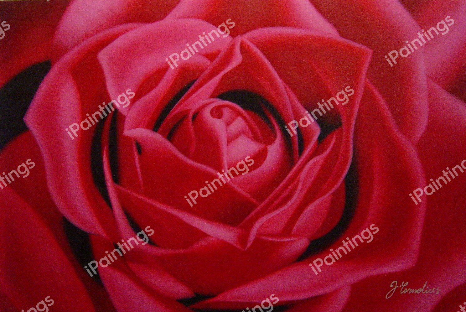 Hot Pink Rose. The painting by Our Originals