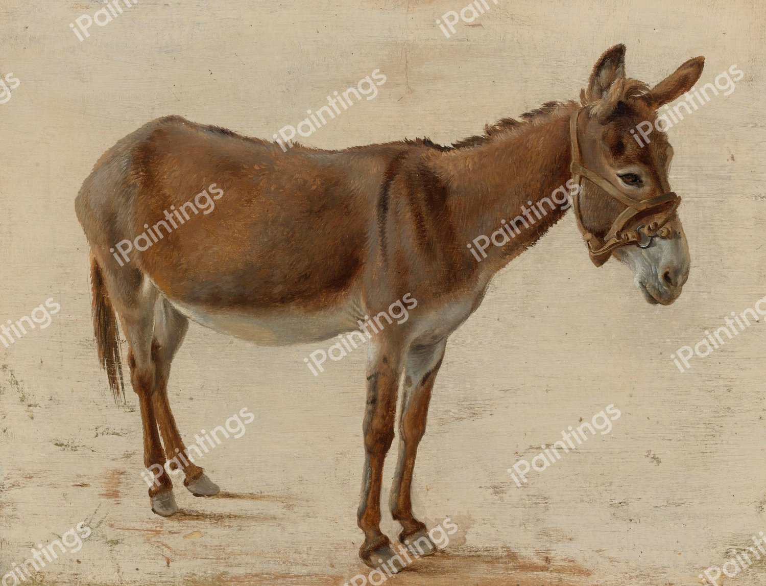 Portrait of a Donkey. The painting by Jacques-Laurent Agasse