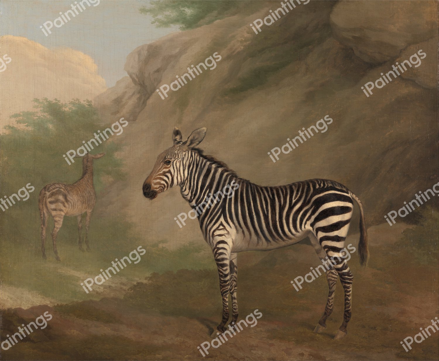 Zebra. The painting by Jacques-Laurent Agasse