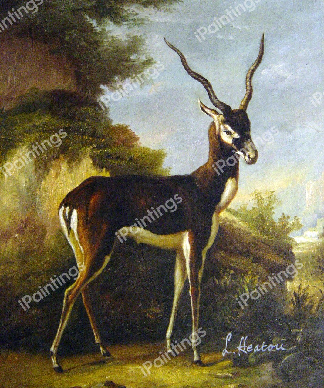 Indian Blackbuck. The painting by Jean-Baptiste Oudry