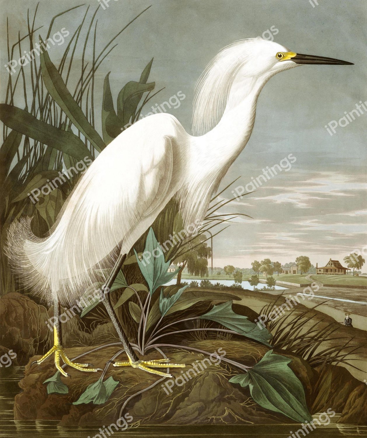 A Snowy Heron. The painting by John James Audubon