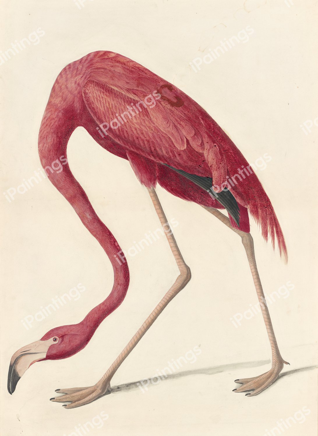 American Flamingo. The painting by John James Audubon