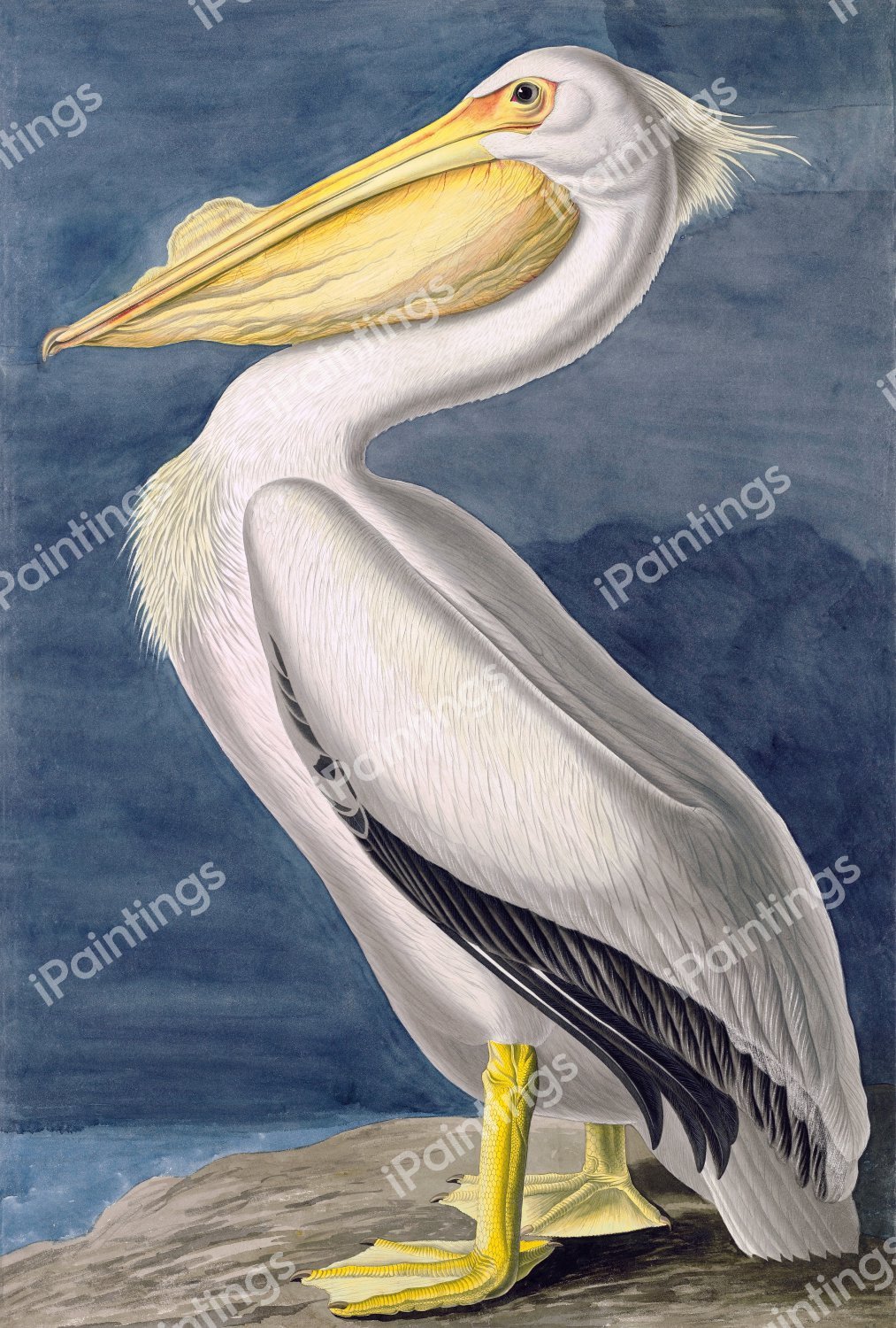American White Pelican. The painting by John James Audubon