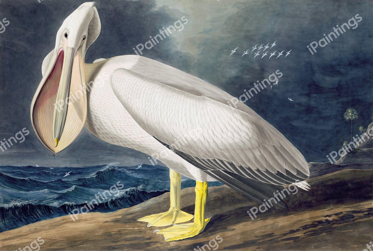 American White Pelican. The painting by John James Audubon