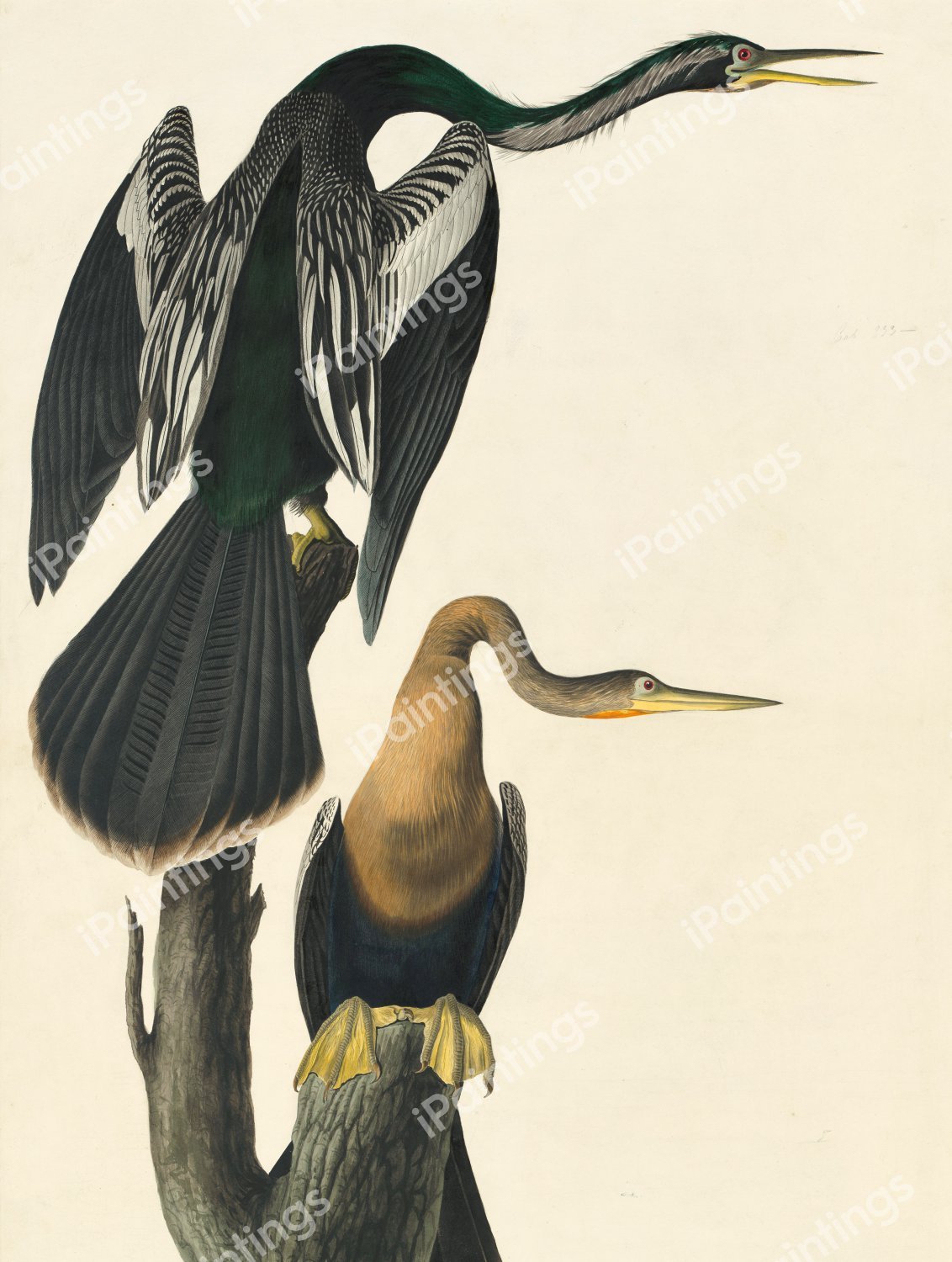 Anhinga. The painting by John James Audubon