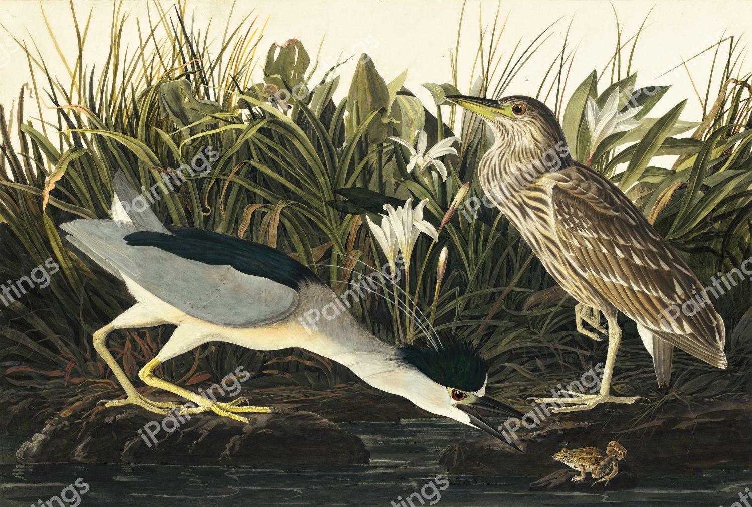 Black Crowned Night Heron. The painting by John James Audubon