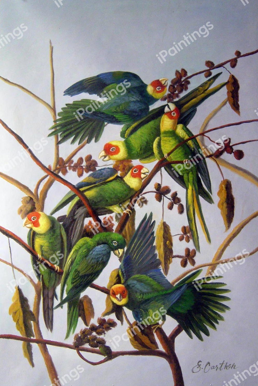 Carolina Parrots. The painting by John James Audubon