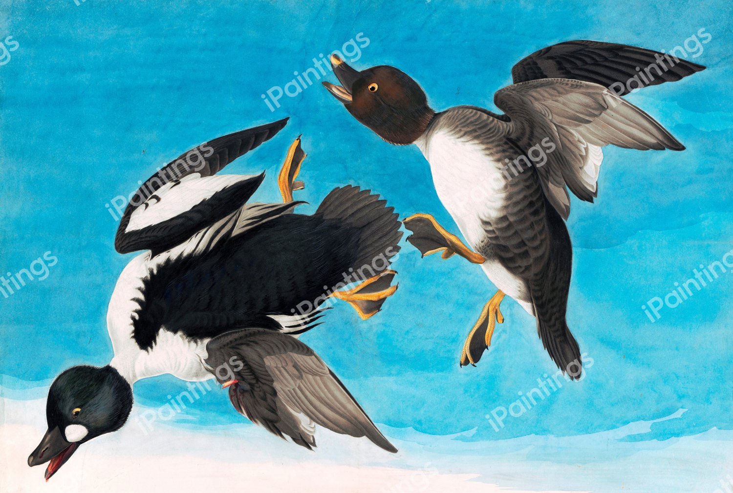 Common Goldeneye. The painting by John James Audubon