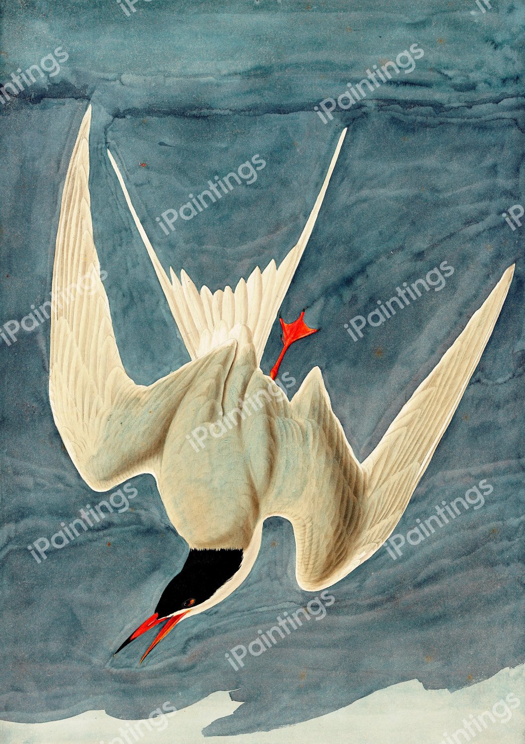 Common Tern. The painting by John James Audubon