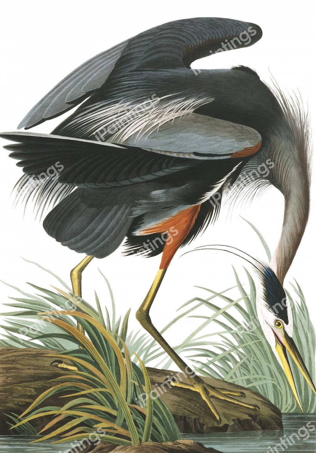 Great Blue Heron. The painting by John James Audubon