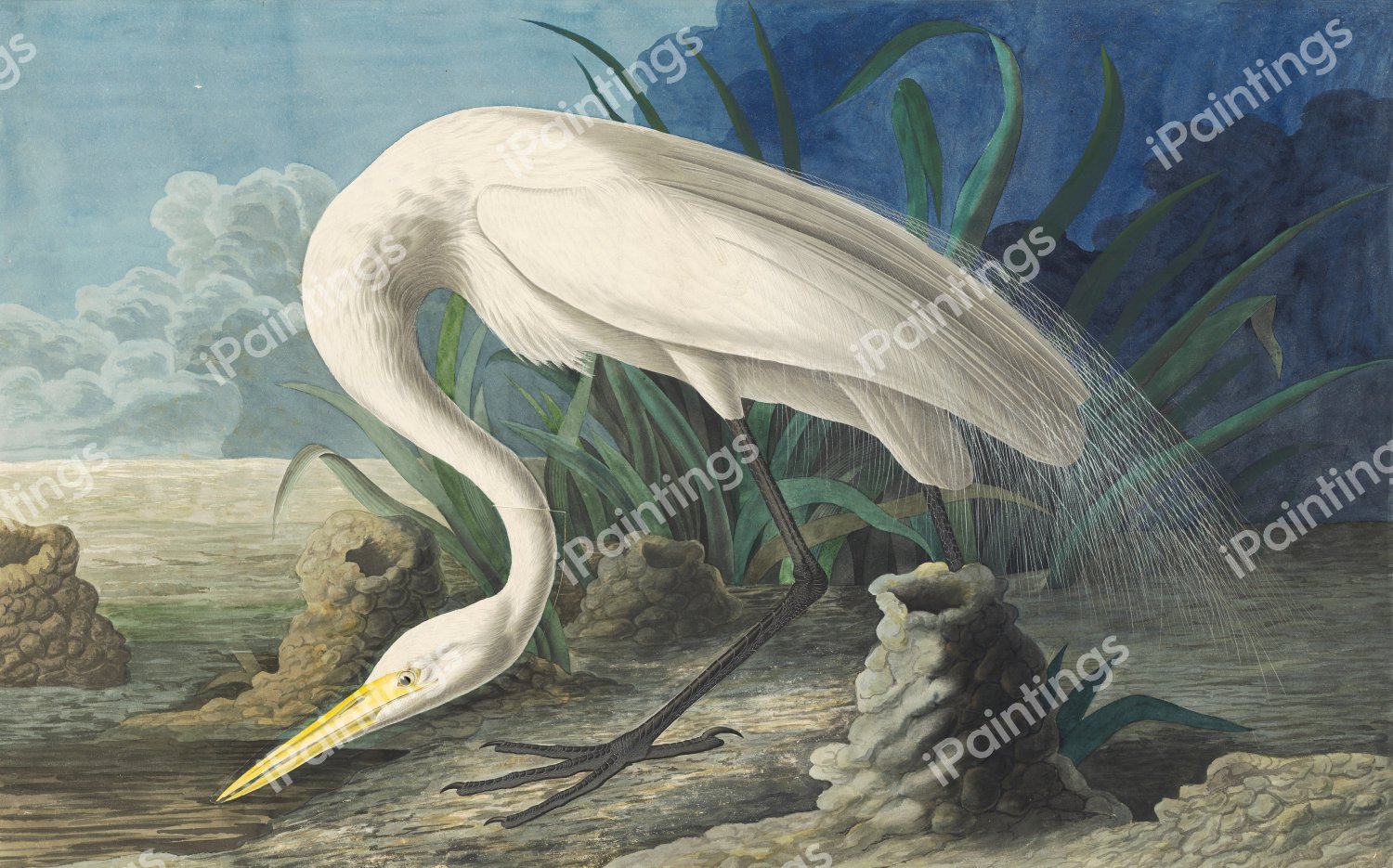 Great Egret. The painting by John James Audubon