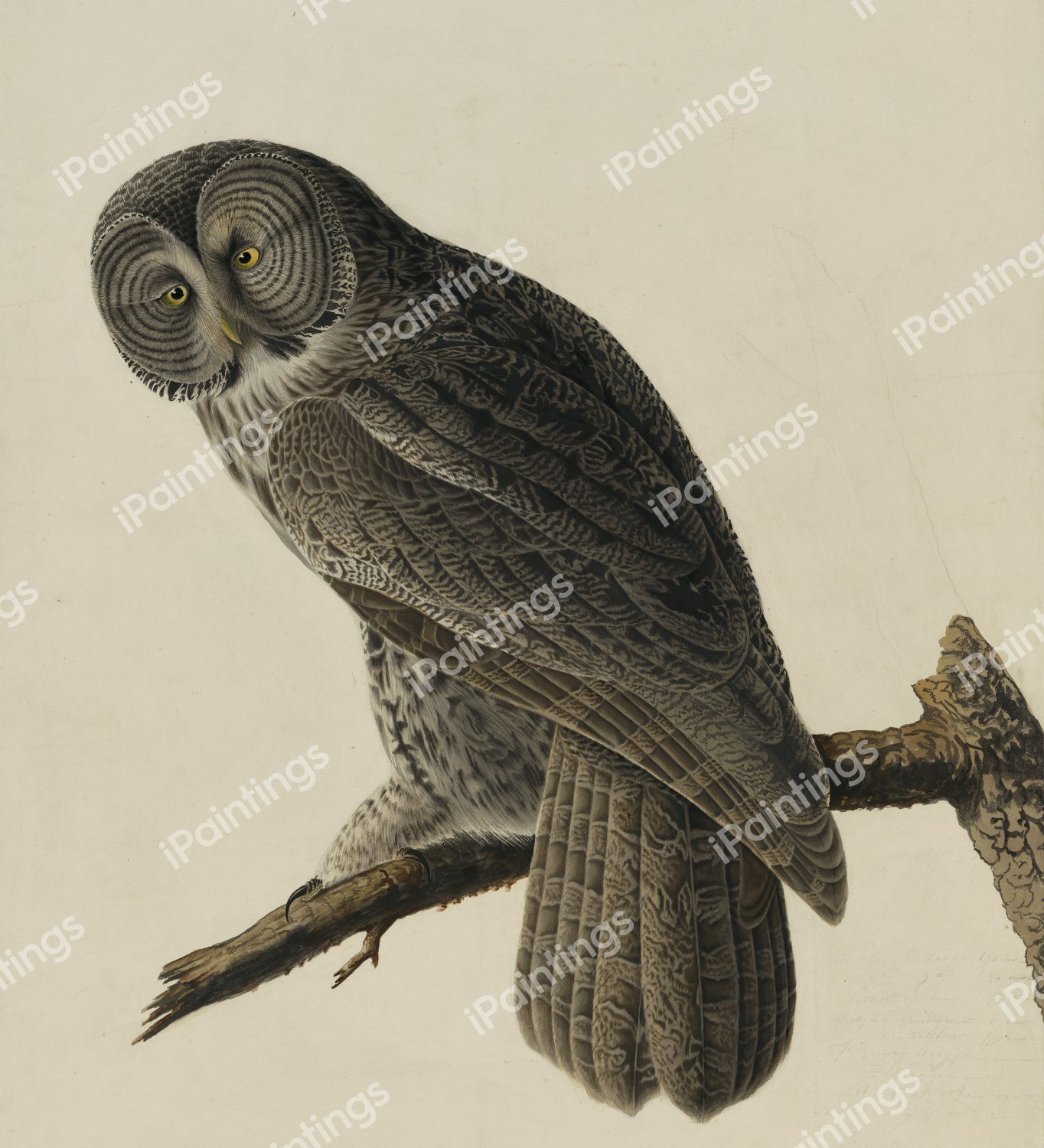 Great Owl. The painting by John James Audubon