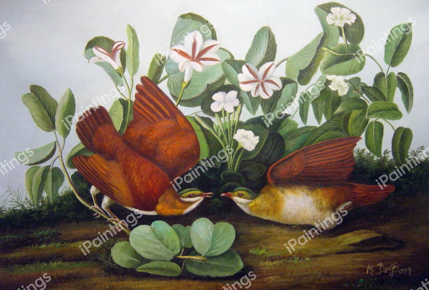 Key West Dove. The painting by John James Audubon