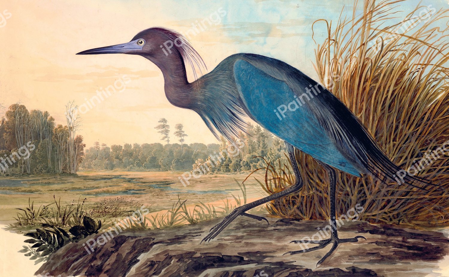 Little Blue Heron. The painting by John James Audubon