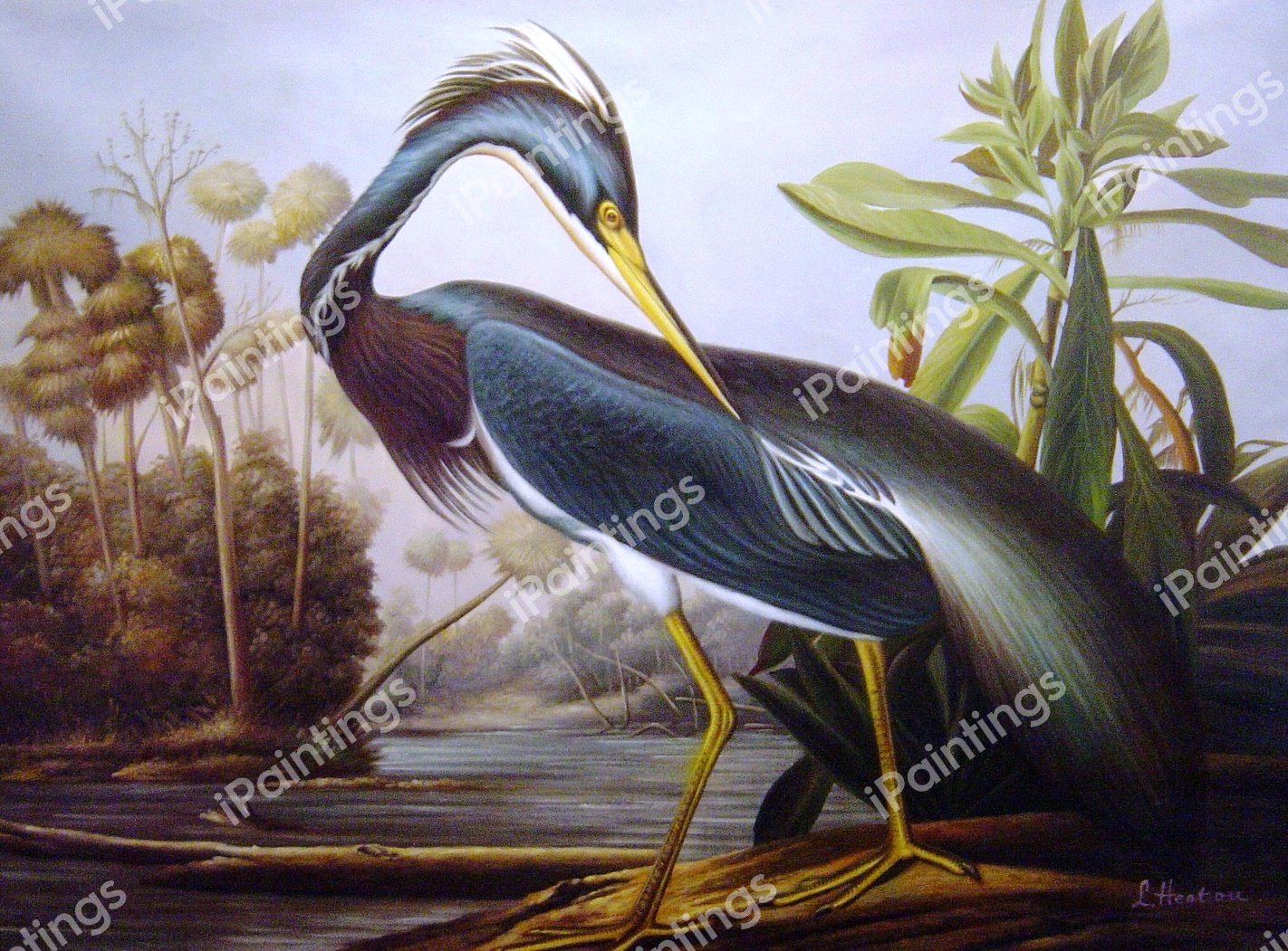 Louisiana Heron. The painting by John James Audubon