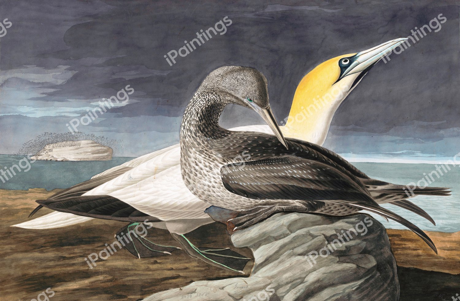 Northern Gannet. The painting by John James Audubon