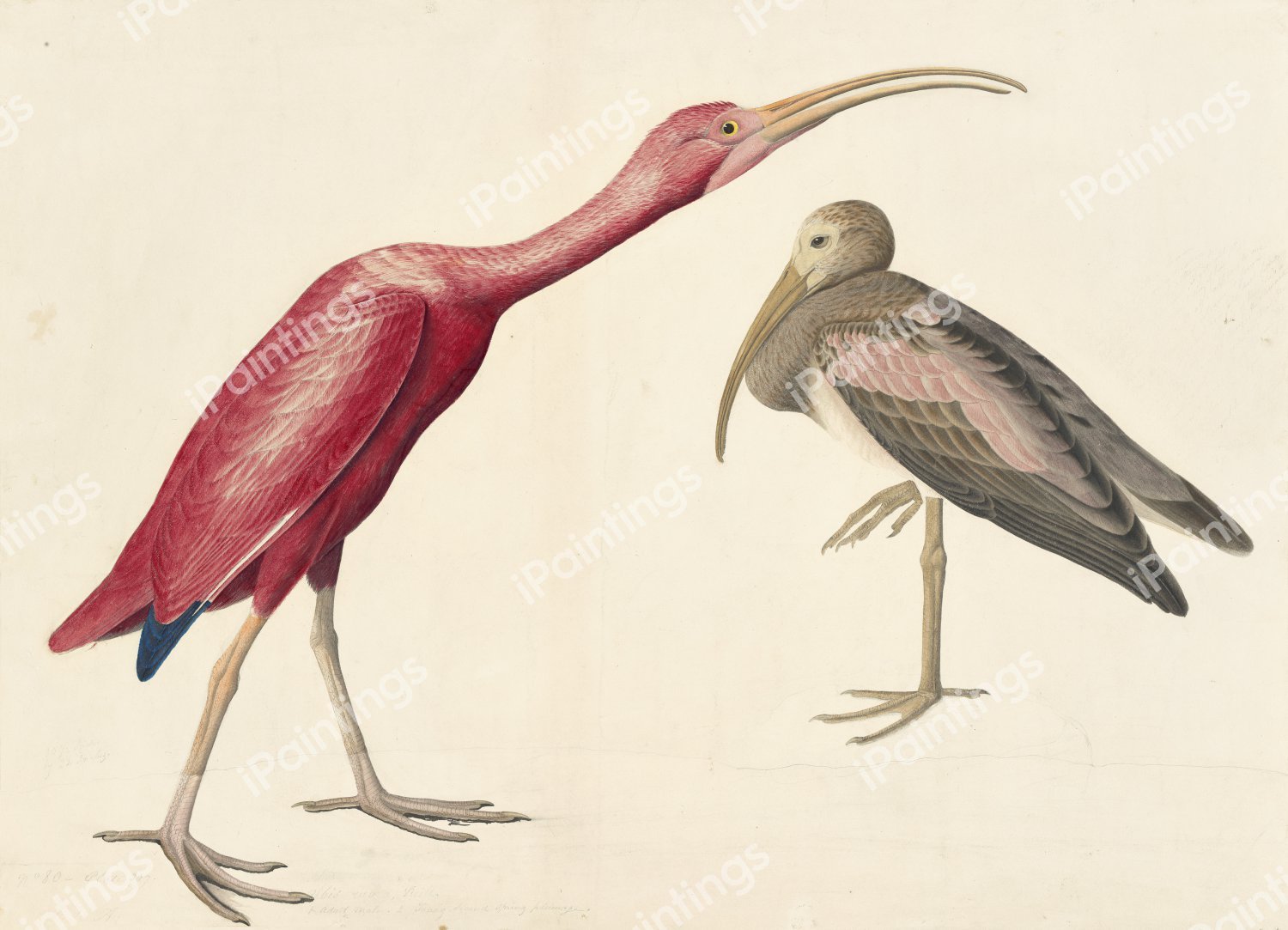 Scarlet Ibis. The painting by John James Audubon
