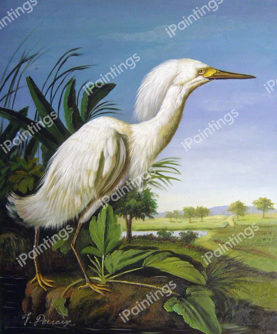 Snowy Heron. The painting by John James Audubon