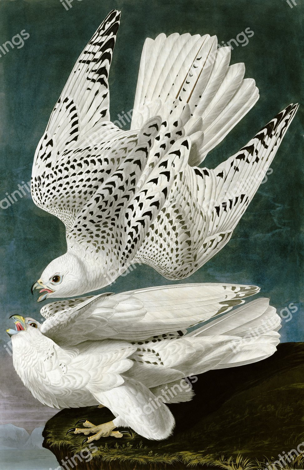 The White Gyrfalcons. The painting by John James Audubon