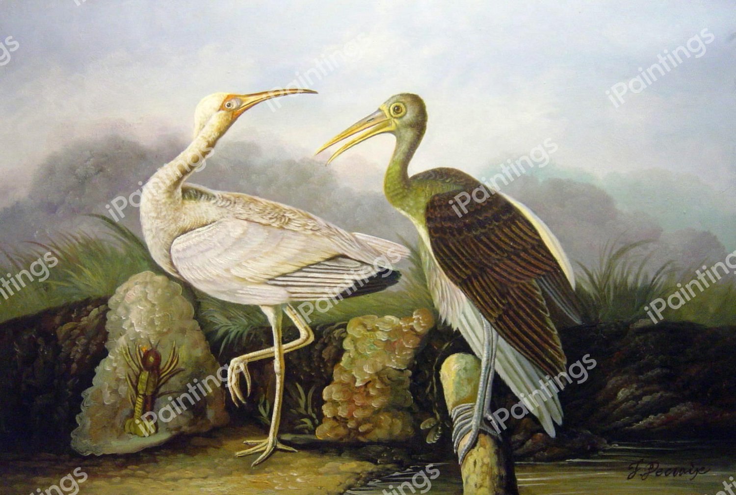White Ibis. The painting by John James Audubon