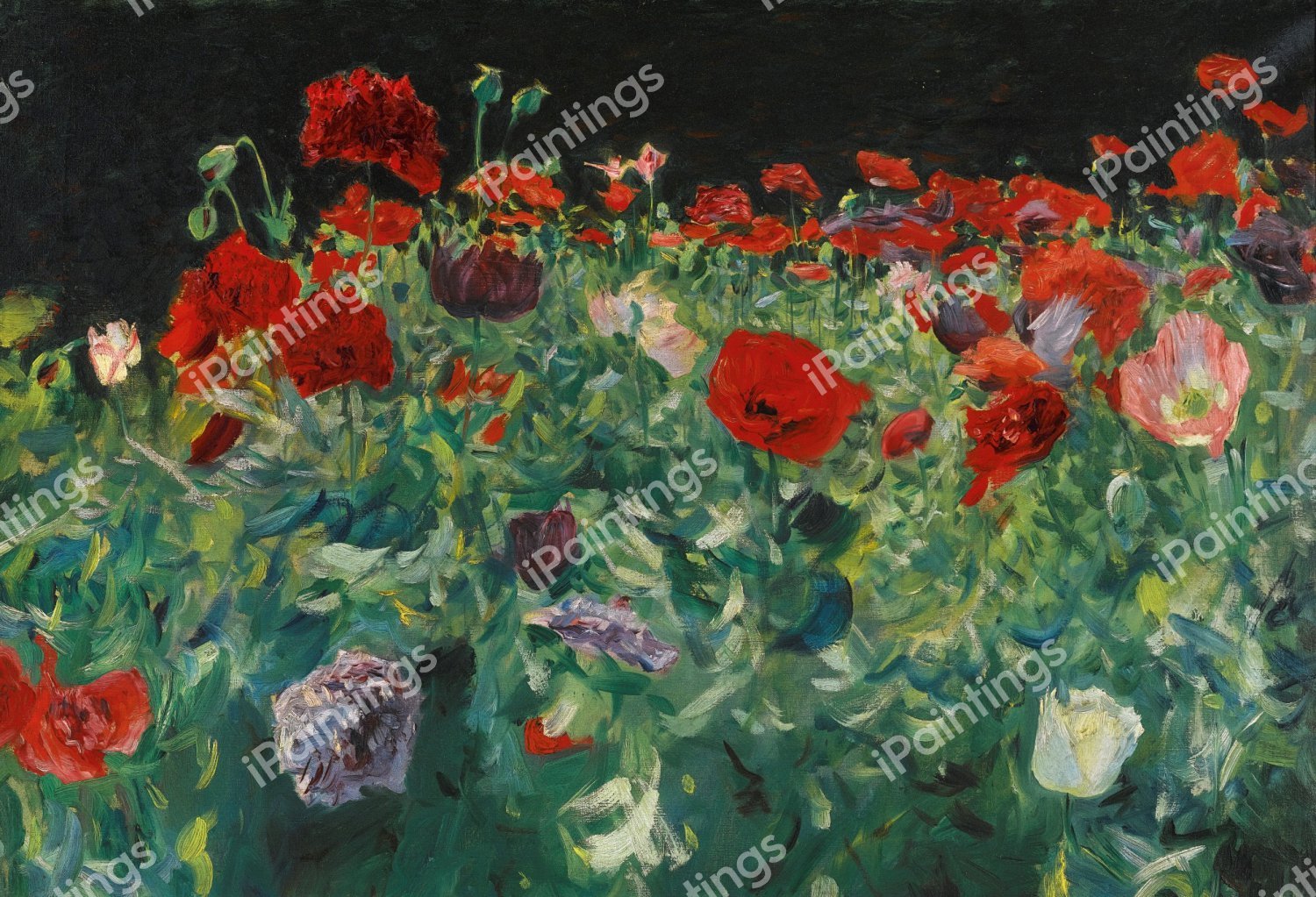 Poppies (A Study) . The painting by John Singer Sargent